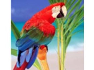 安卓小鹦鹉(电视直播软件)v1.2.0 TV盒子版|内置高清流畅黯笙系列